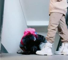 【桃子老师】楼梯间遛狗/踩踏碾压/揪耳朵 bf36940