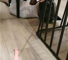 【猫大大】绅士狗迷恋高跟黑丝 JS240426-4