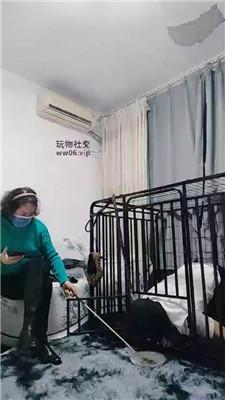 【百变小妈】狗笼圈养犬化实录 JS241222-33