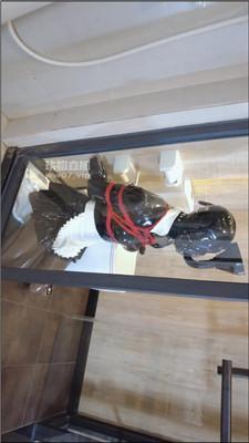 【kitty】物化人体马桶 JS250704-9