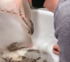 【小劳拉】白丝脚喂食 呕吐物 口水圣水 bf23380