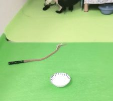 【美容院S】狗笼圈养手铐捆绑跪求圣水/转胯爬行 JS23051203