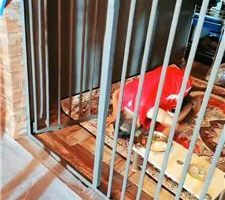 【圈养基地】多名学生放假圈养狗老师 bf43351